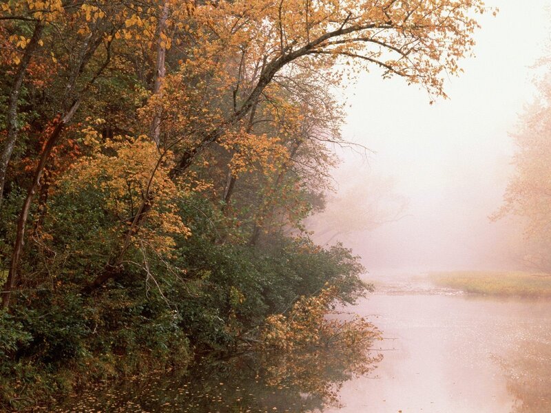 Foggy autumn river scene