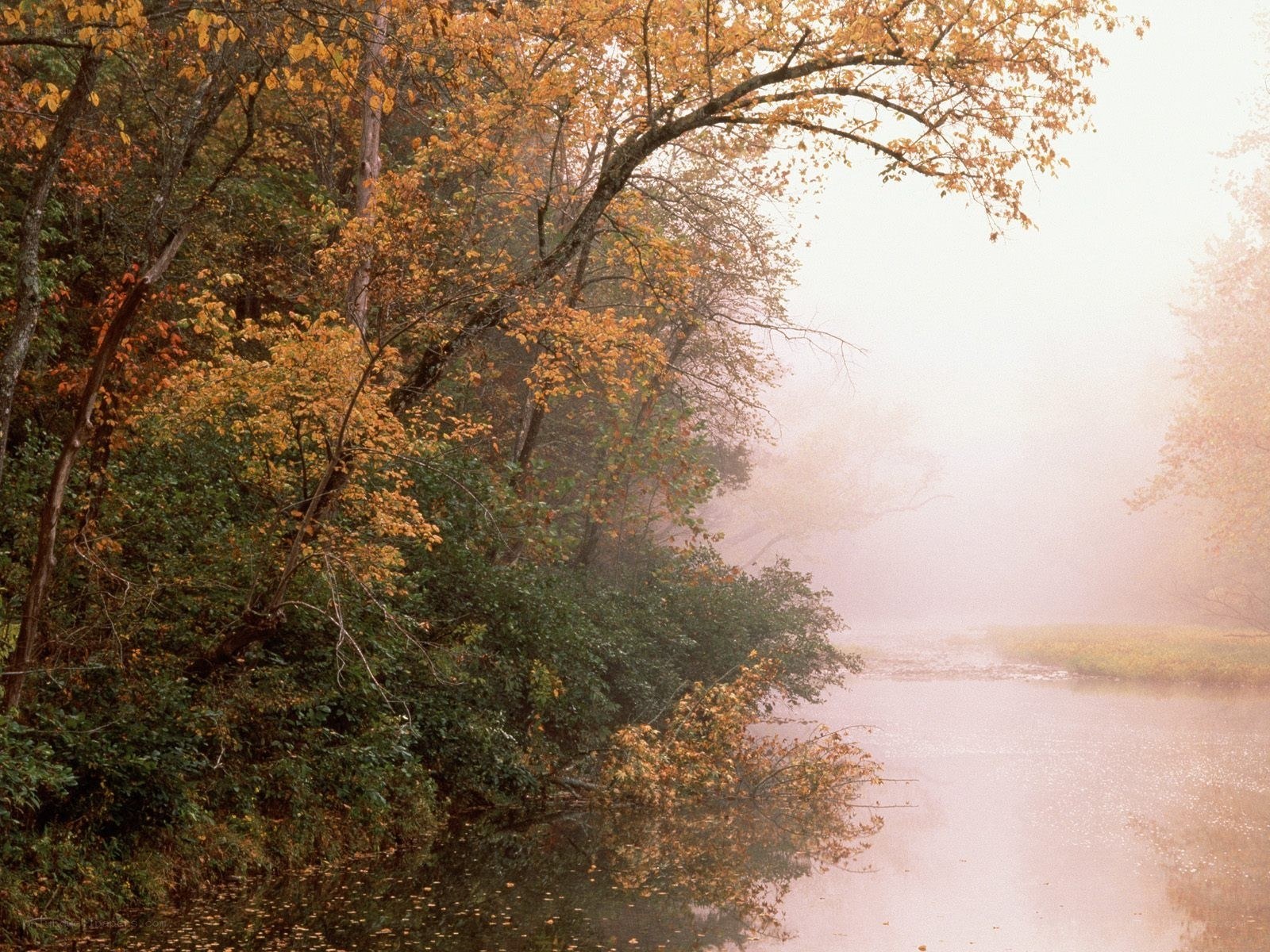 Foggy autumn river scene