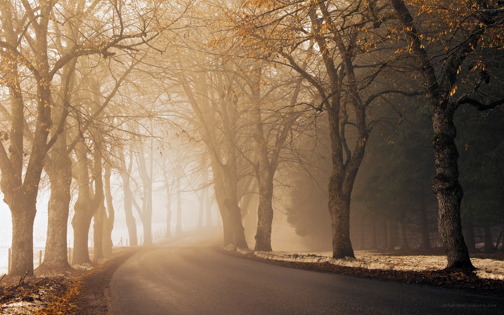Foggy autumn road with trees