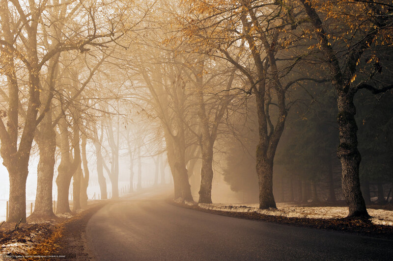 Foggy autumn road with trees