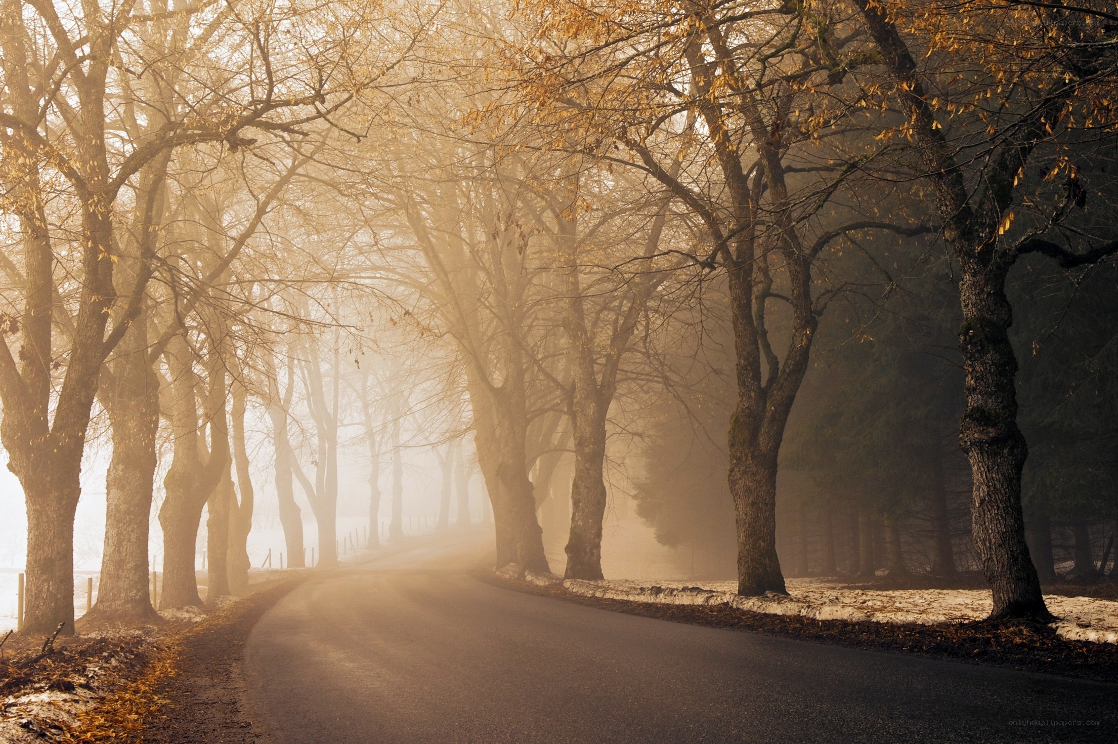 Foggy autumn road
