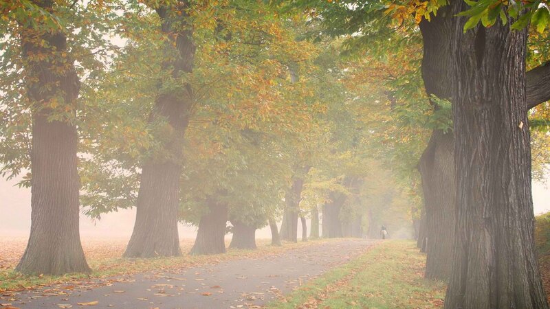 Foggy autumn tree-lined path