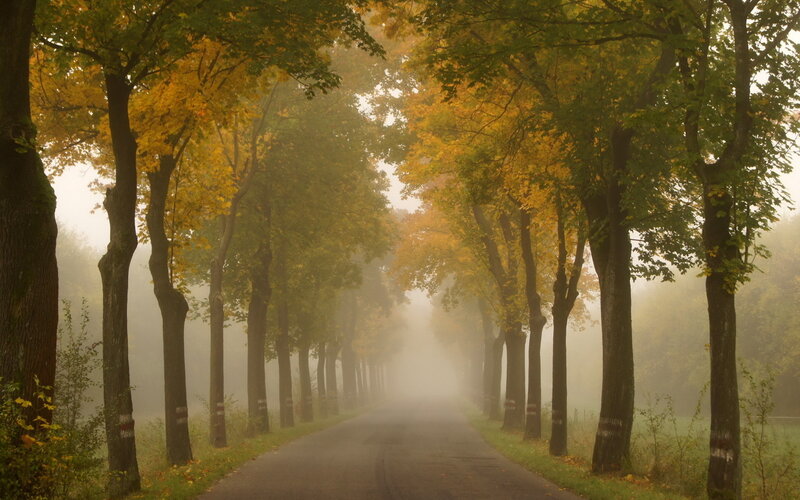 Foggy autumn tree-lined road
