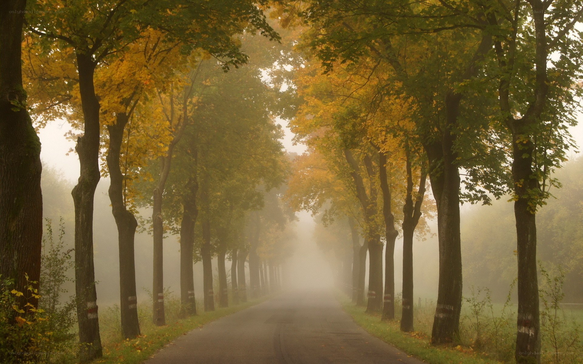 Foggy autumn tree-lined road