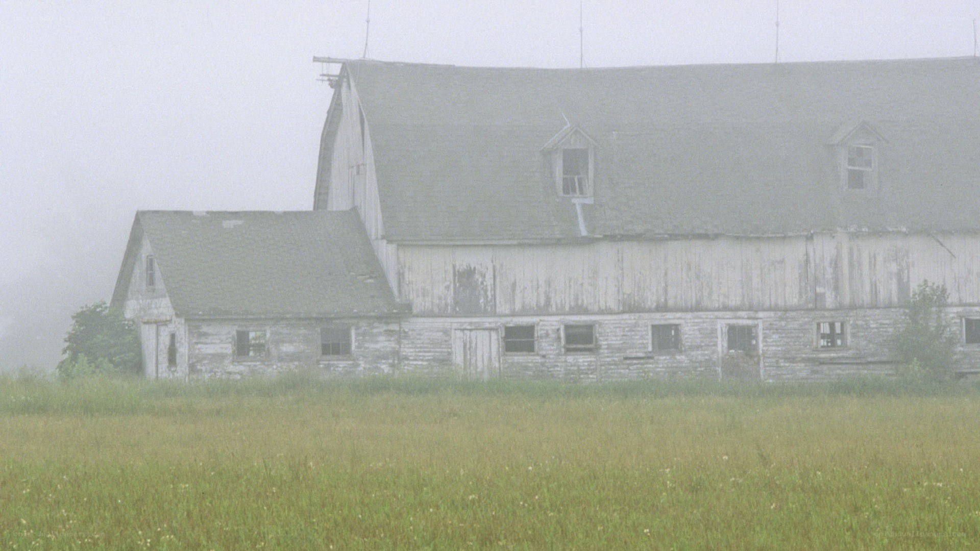 foggy barn in a field