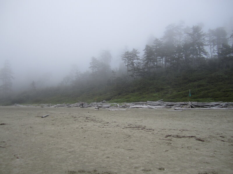 foggy beach with driftwood
