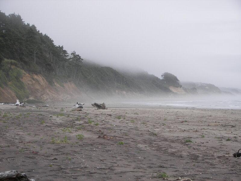 Foggy Beach with Driftwood — Gray