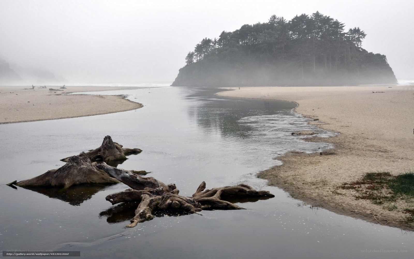 Foggy beach with driftwood