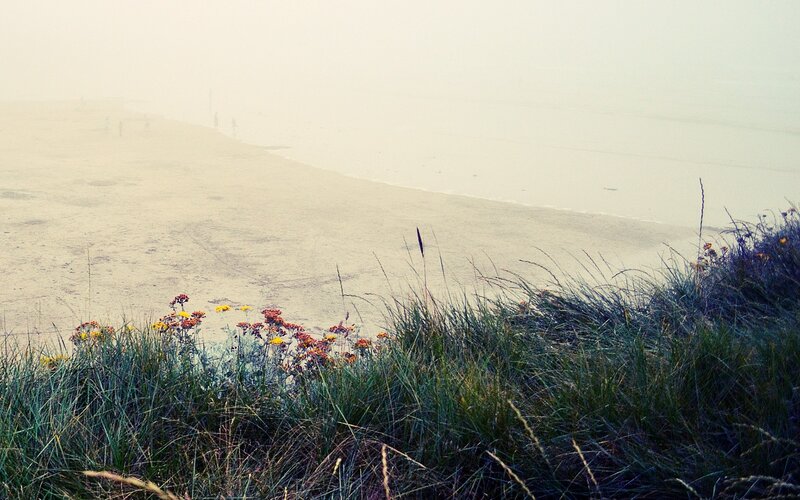 foggy beach with wildflowers