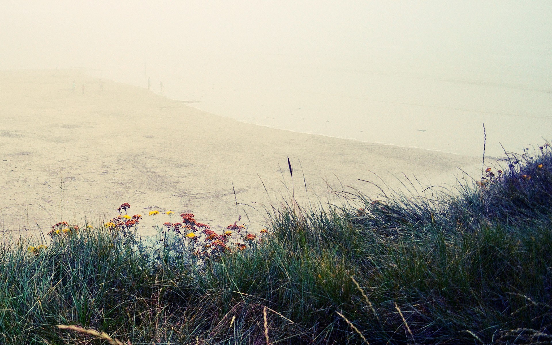 foggy beach with wildflowers