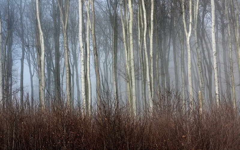 Foggy birch forest