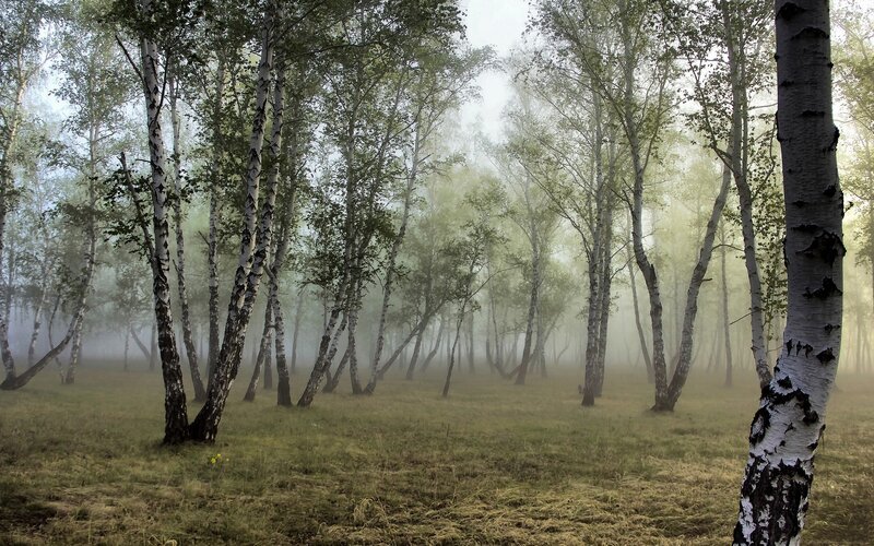 Foggy birch forest