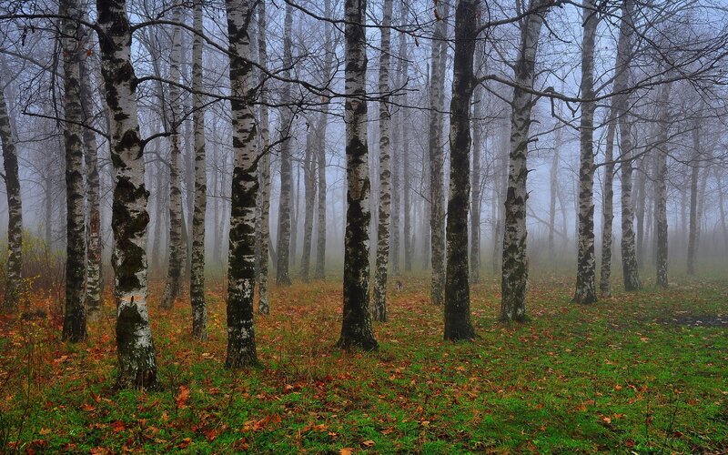 Foggy birch forest in autumn