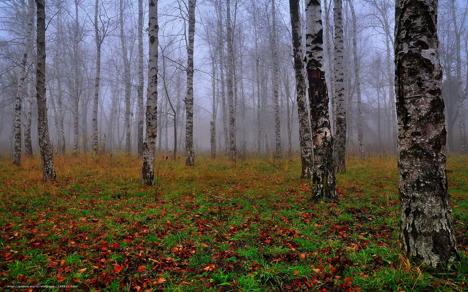 Foggy birch forest in autumn