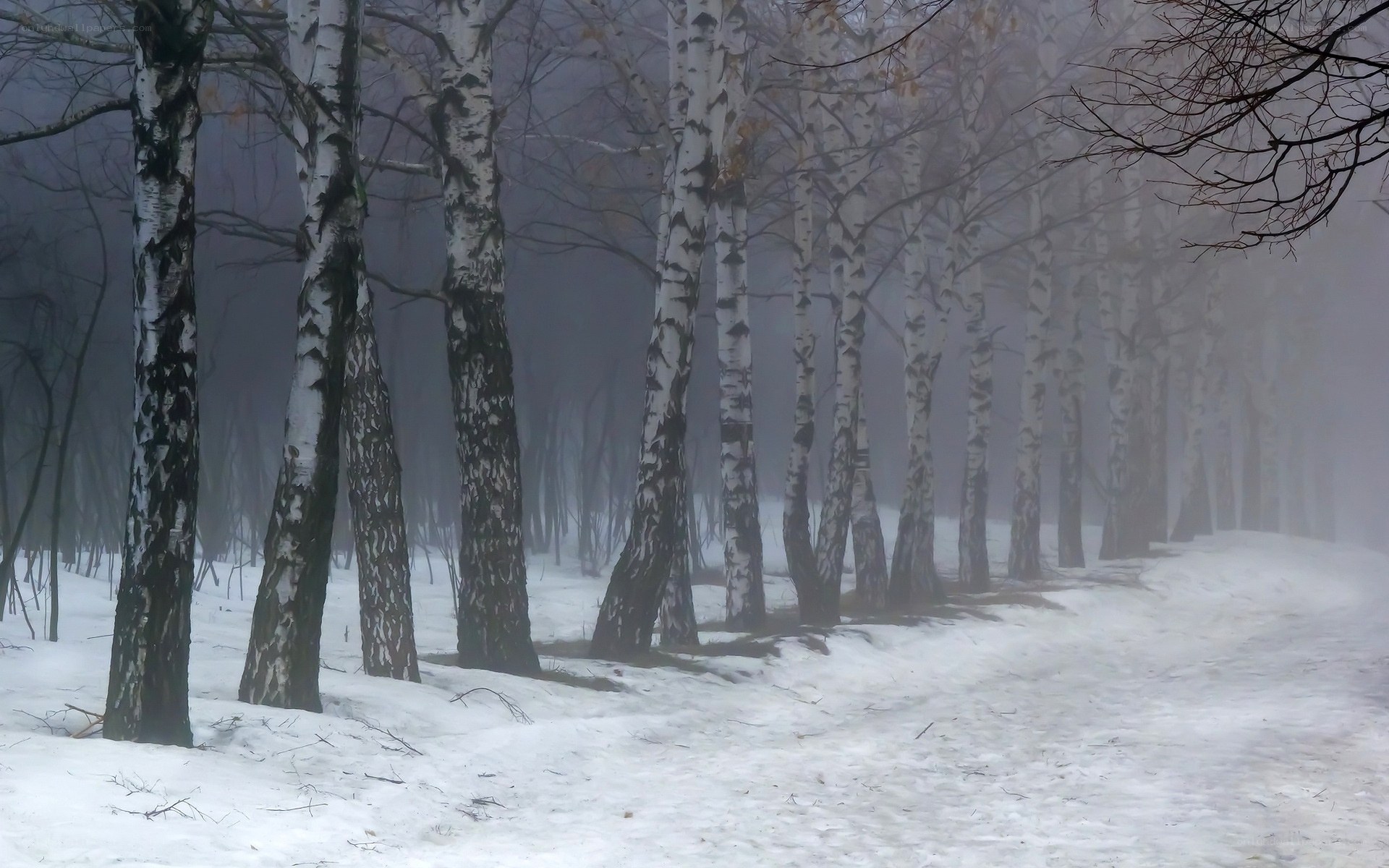 Foggy birch forest in winter