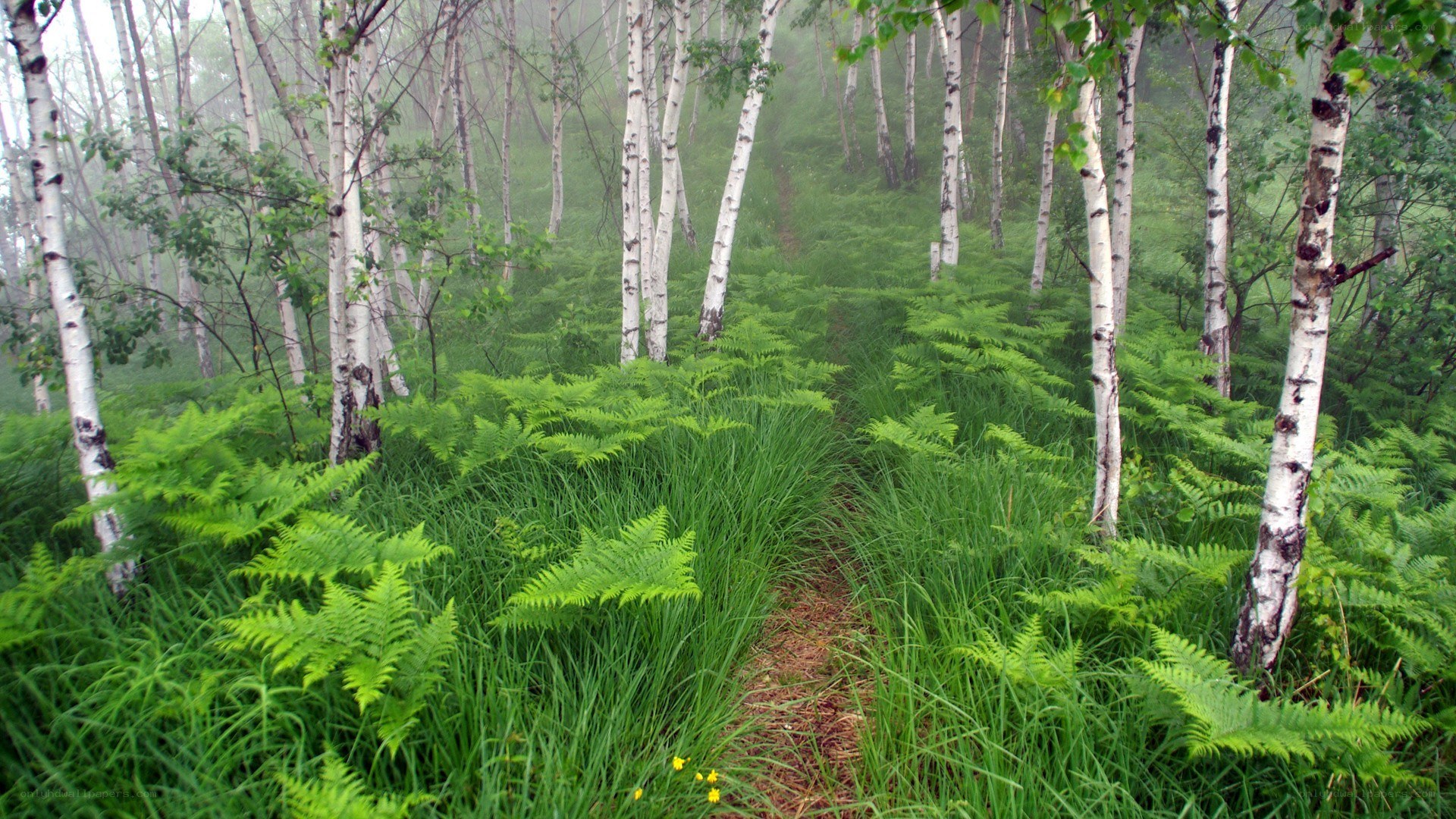 Foggy birch forest path