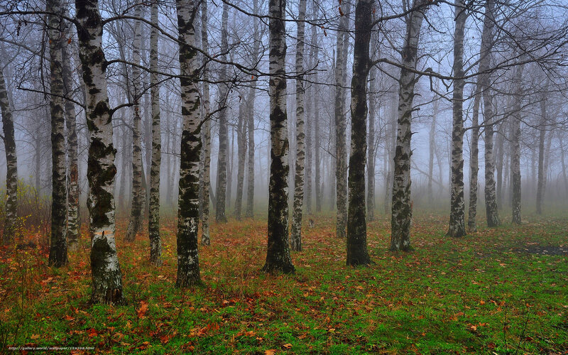 Foggy birch forest