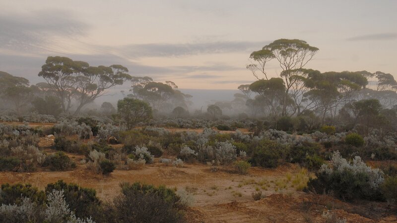 Foggy Bushland at Dawn