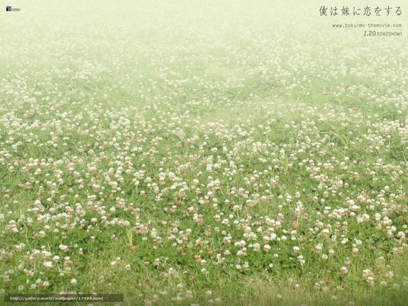 foggy clover field