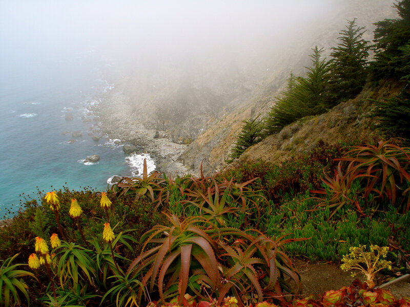 Foggy coastal cliff with succulents