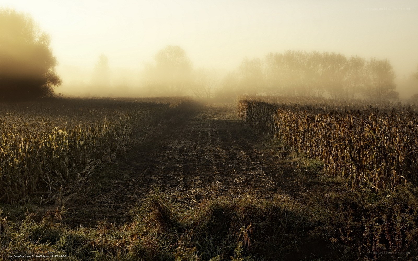 Foggy Cornfield Path