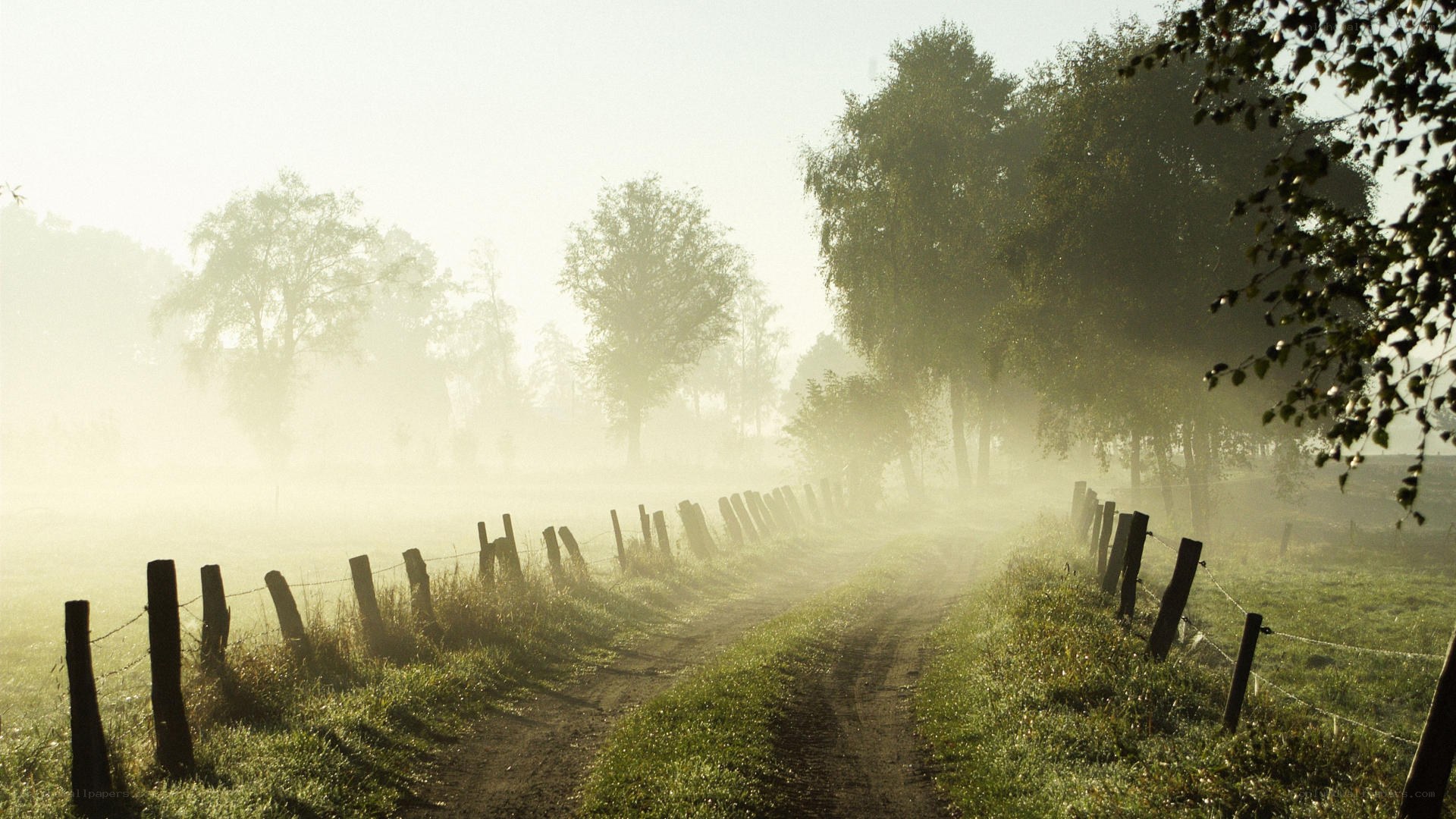Foggy country path at dawn