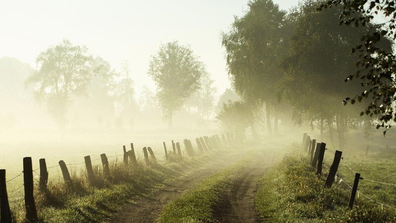 Foggy country path at dawn