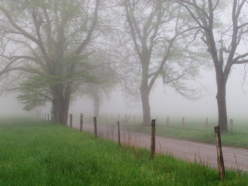 Foggy Country Road — Green, Misty, Morning, Photograph, Trees, Fence