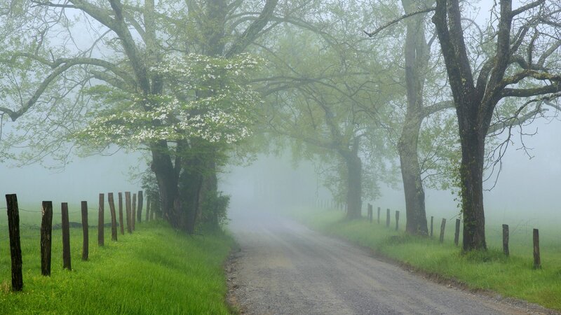 Foggy country road with blooming trees