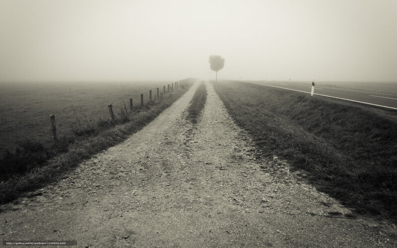 Foggy country road with tree