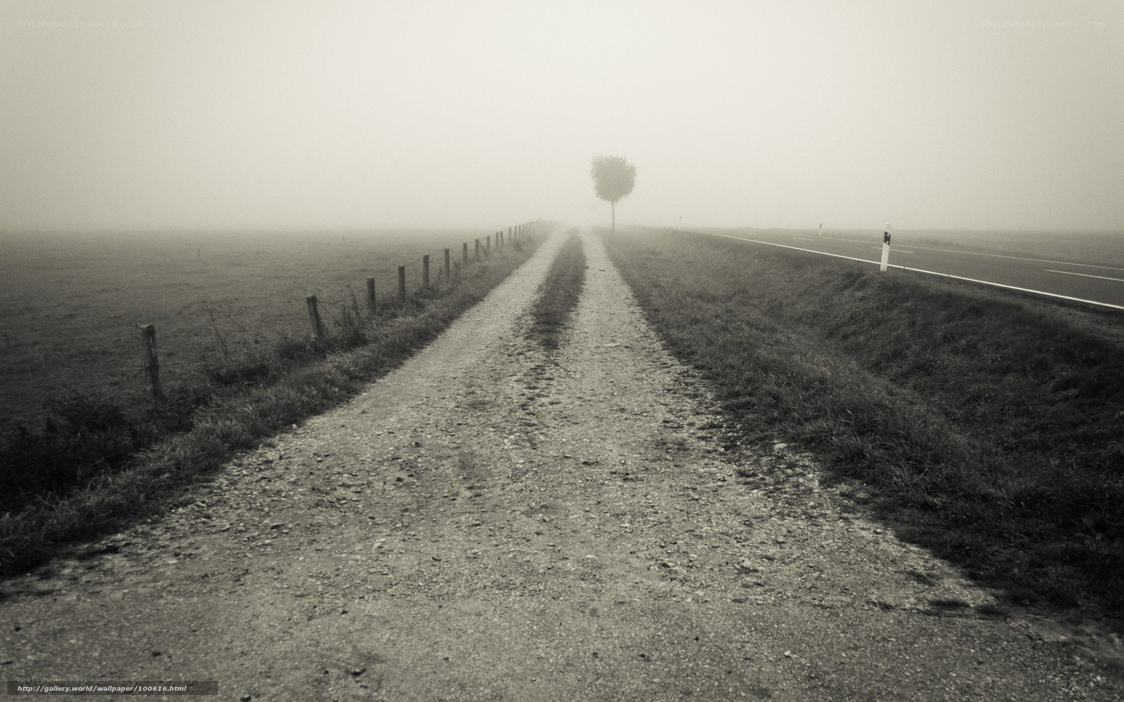 Foggy country road with tree