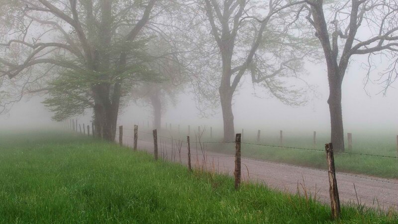 Foggy country road with trees