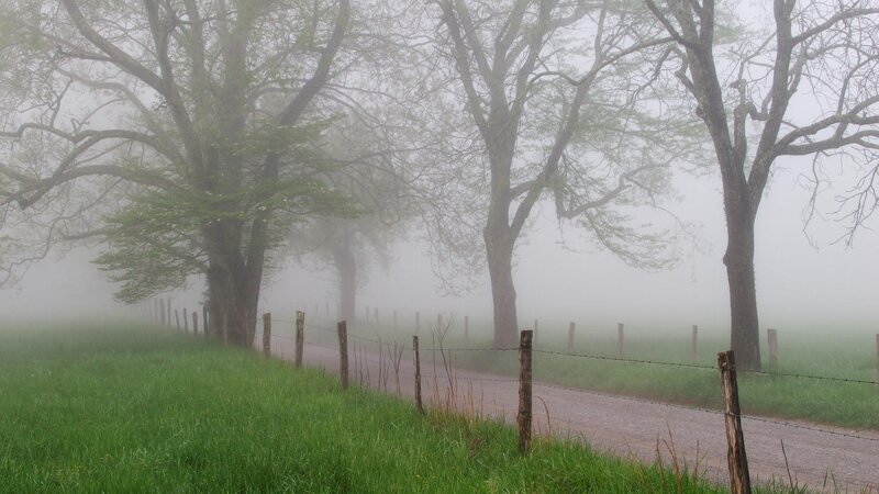 Foggy country road with trees