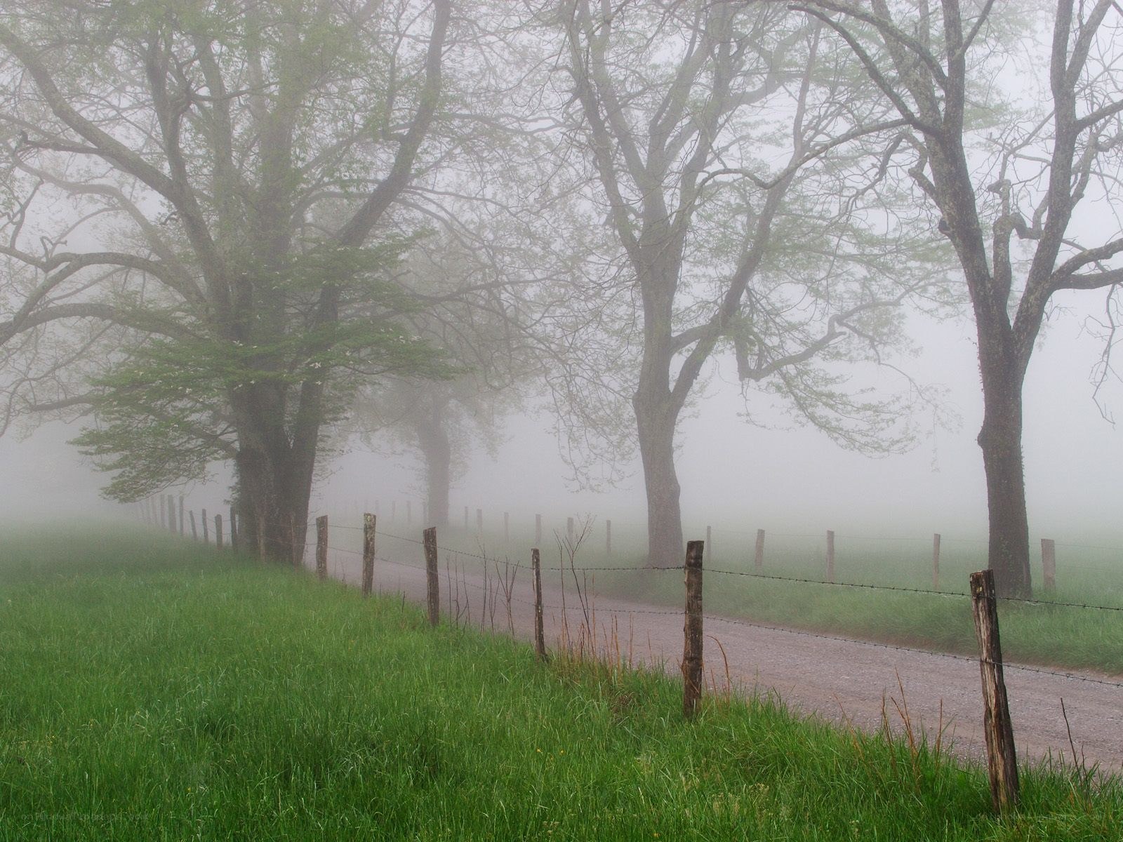 Foggy country road with trees