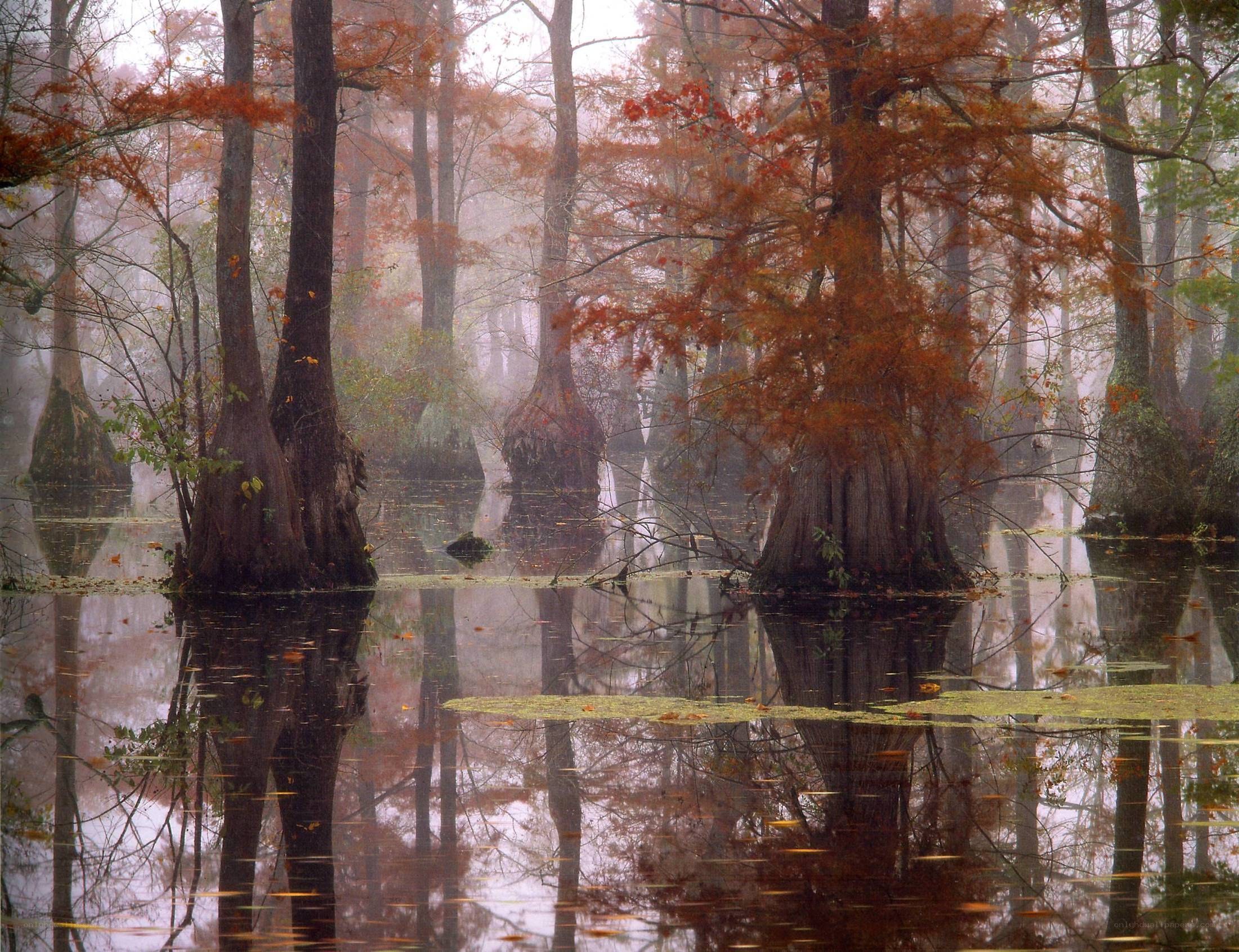 Foggy cypress swamp