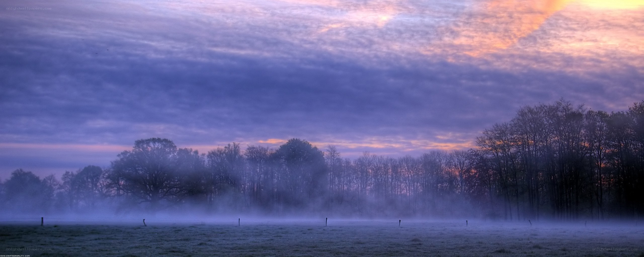 Foggy dawn over a field