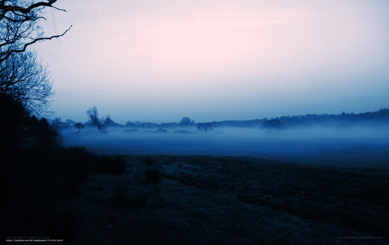 Foggy dawn over a field