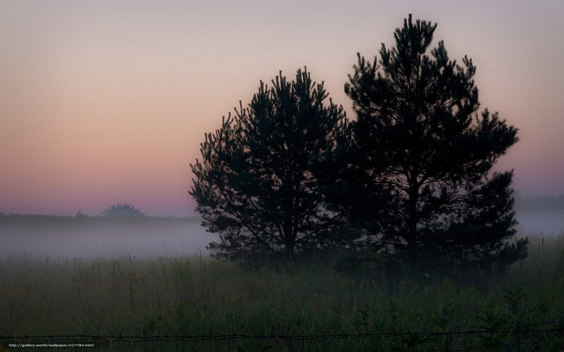 Foggy dawn with pine trees