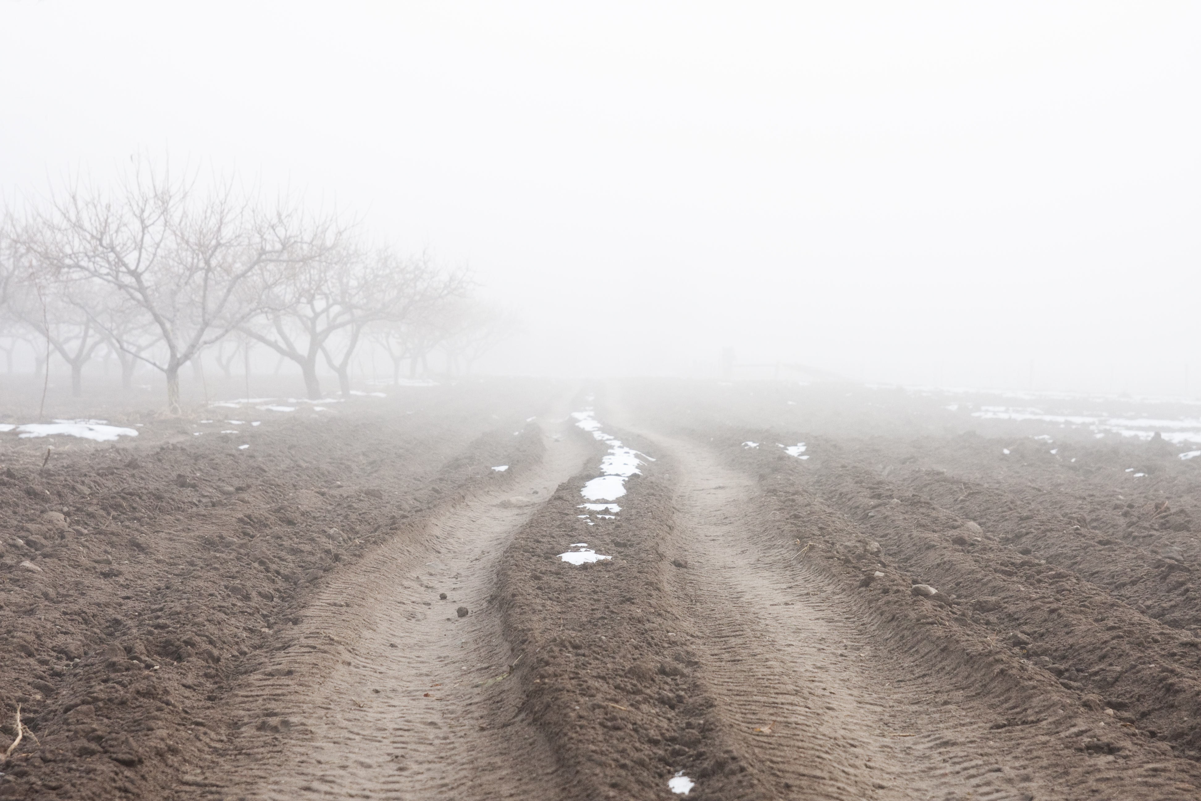 Foggy dirt path in orchard