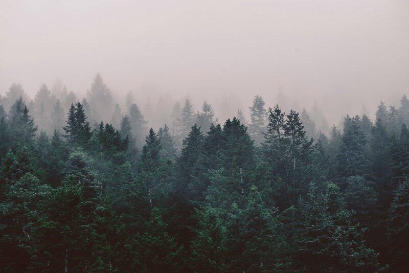 Foggy Evergreen Forest