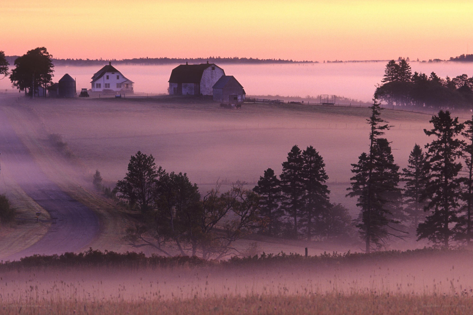 Foggy farm at dawn