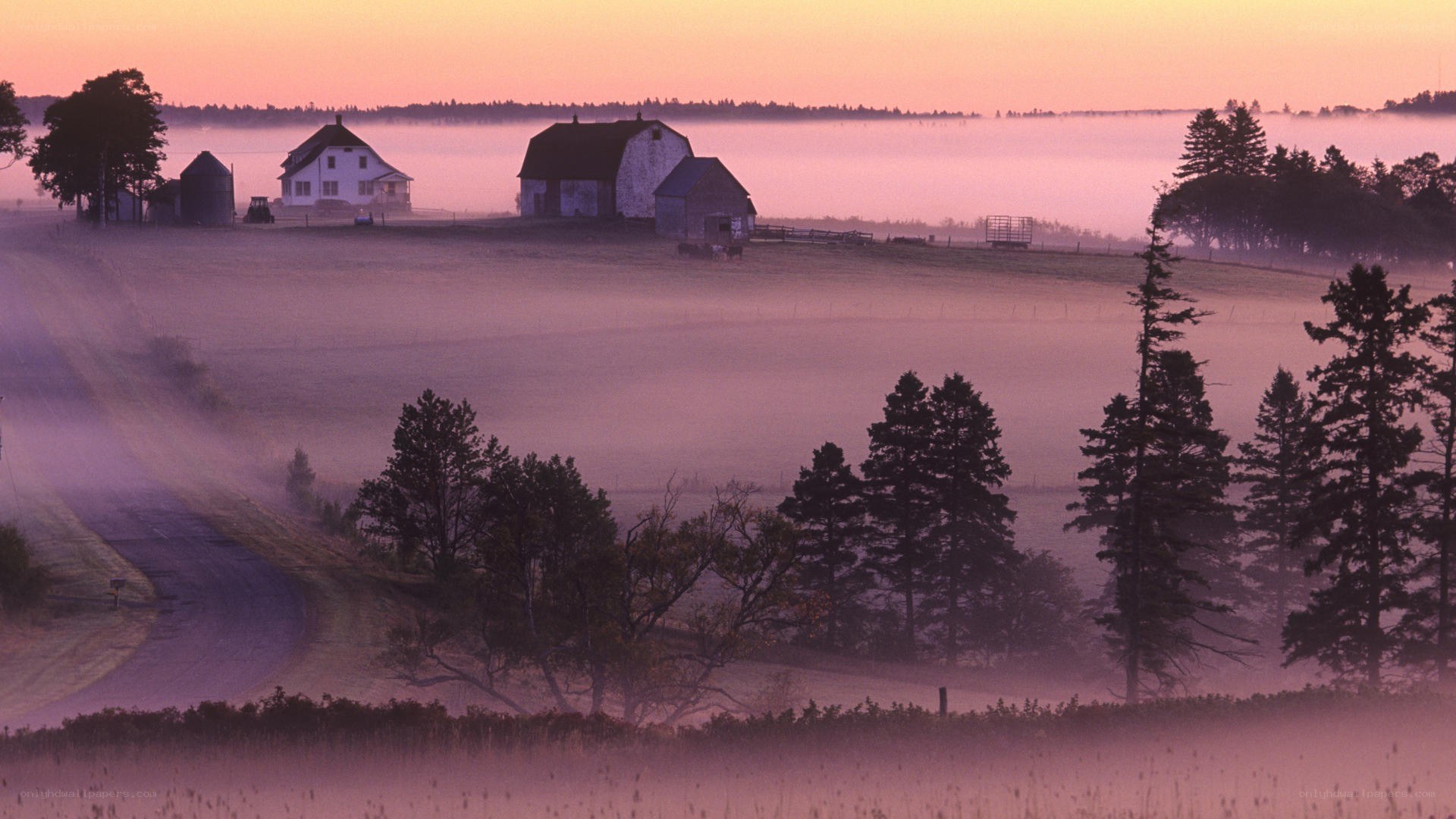 Foggy farm at dawn