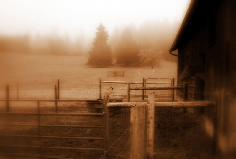 foggy farm at dawn