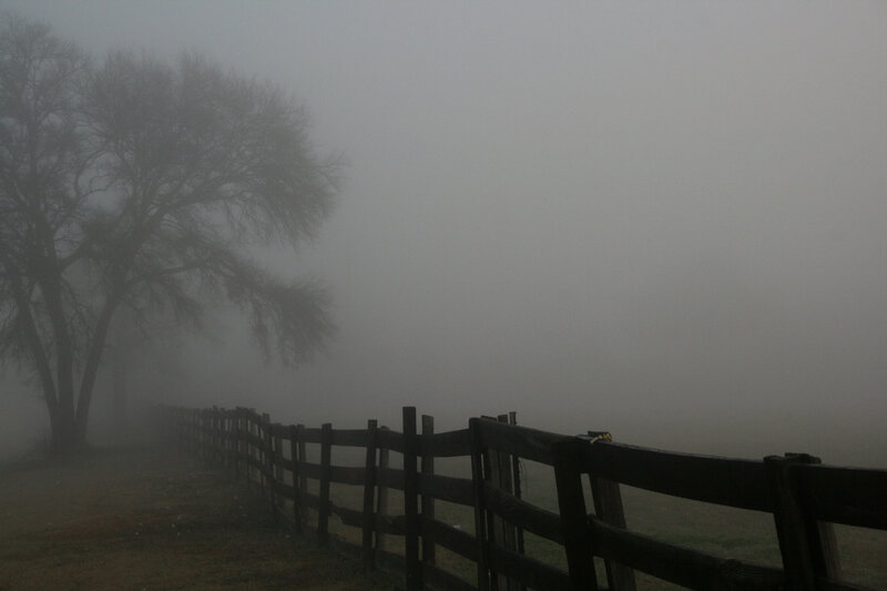 Foggy fence and trees