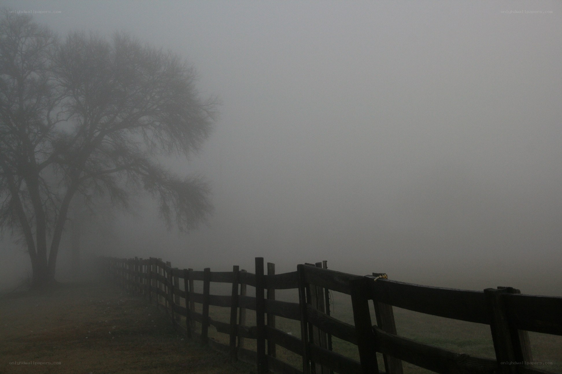 Foggy fence and trees