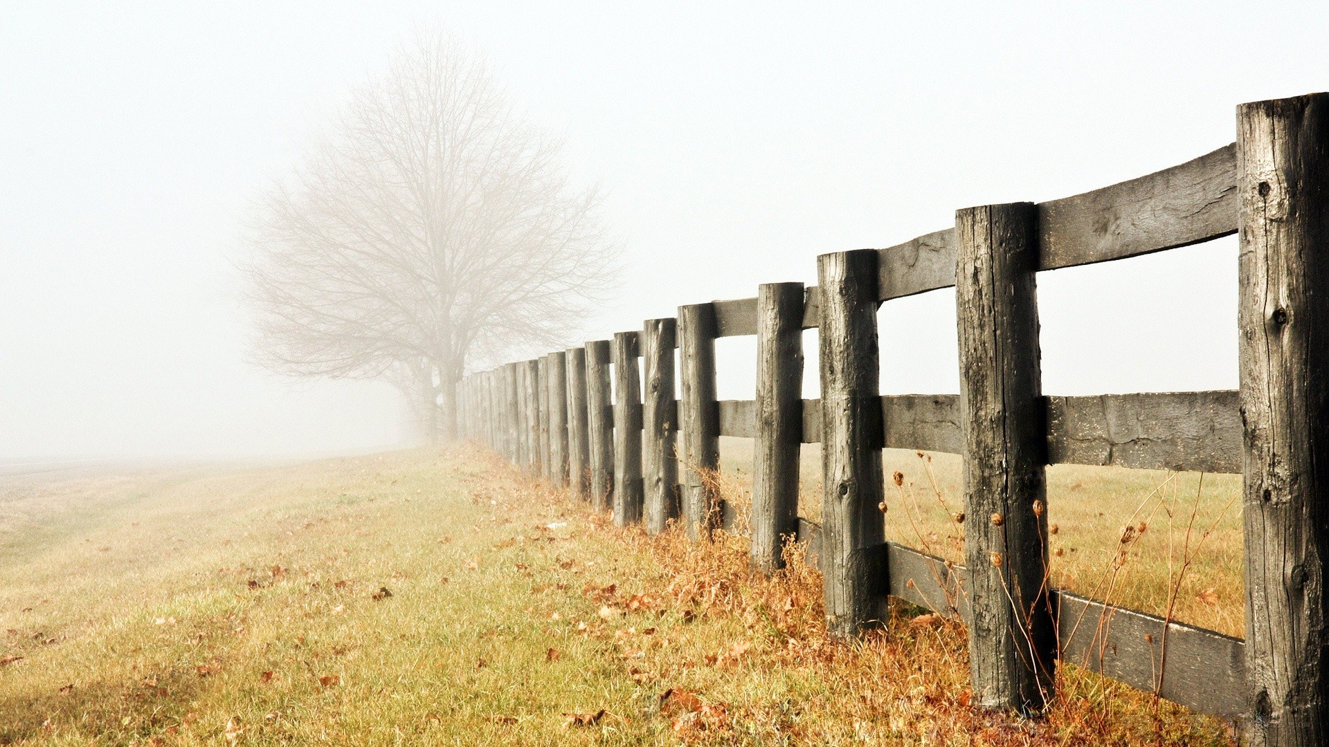 Foggy fence in a field