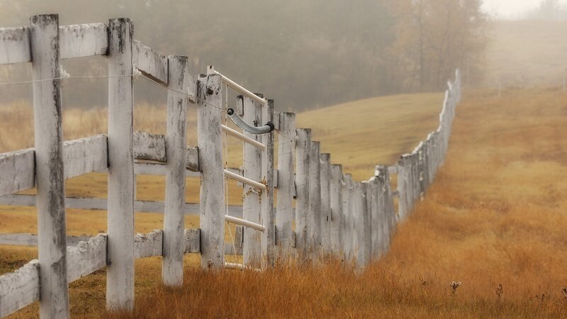Foggy fence in a golden field