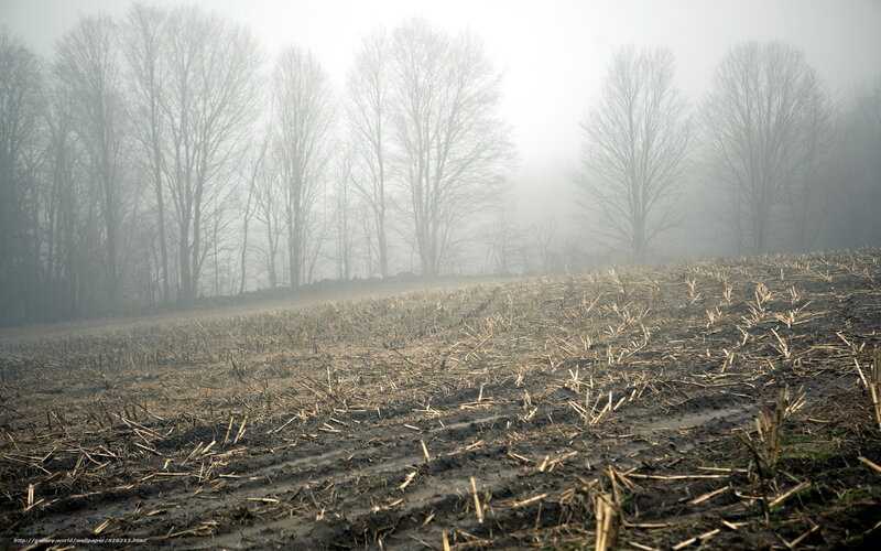 Foggy field after harvest