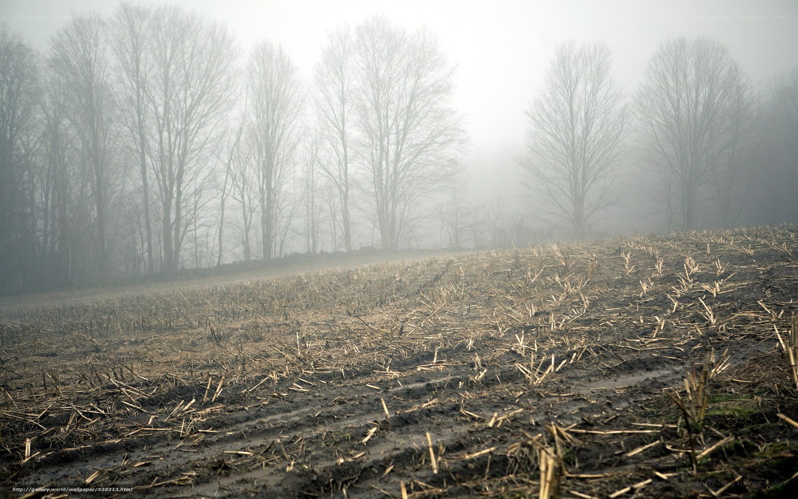 Foggy field after harvest