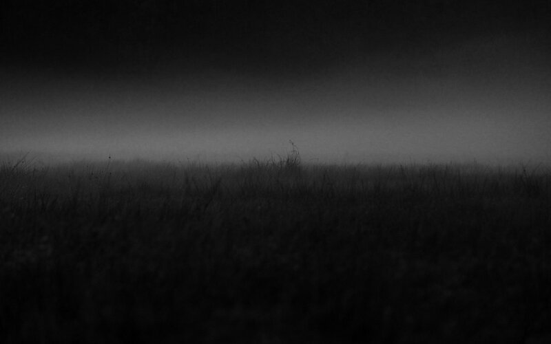 Foggy field at dawn
